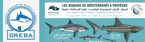 requin algerie|EXPLOITATION DES REQUINS EN ALGERIE